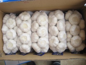 大蒜(10kg纸箱)